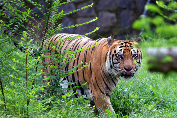 istock Bengal tiger walking in the bush 1361325678