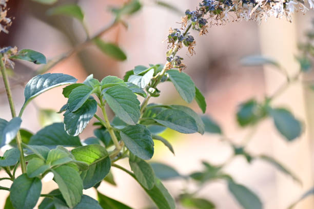 closeup the green ripe basil medicinal plant leaves and branch over out of focus green brown background. - oregano freshness herb brown imagens e fotografias de stock