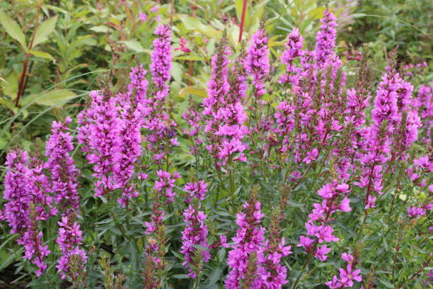 fleur sauvage brillante lythrum salicaria - purple loosestrife photos et images de collection