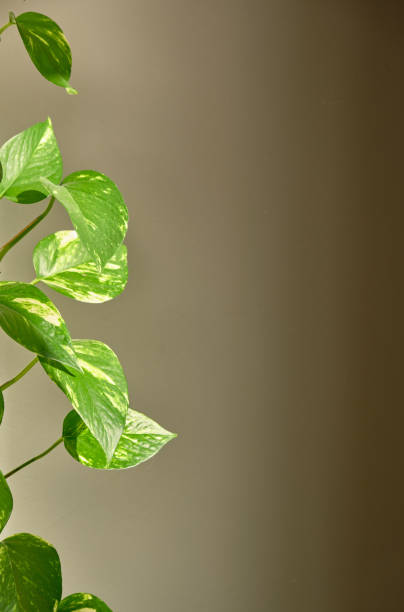 istock Golden Pothos house ivy in front of plain wall 1361328912