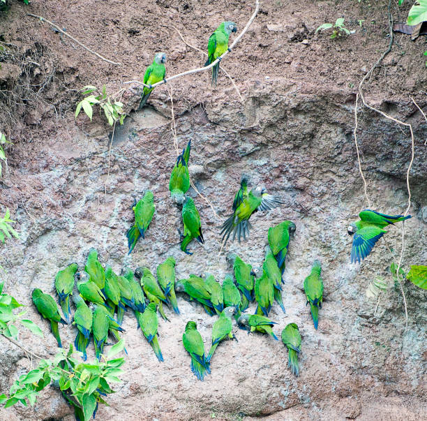 istock Dusky-headed Parakeets on clay lick, Amazon River, Ecuador, South America. 1361329654