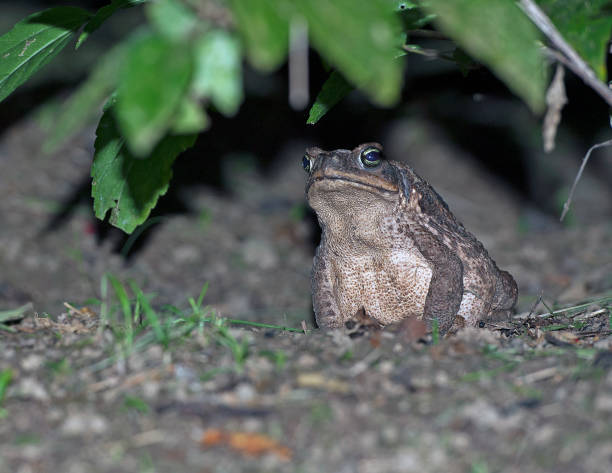istock Giant Cane Toad at night, Amazon River, Ecuador, South America. 1361330354