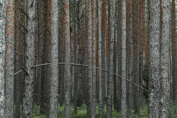 istock Panoramic view of the mysterious pine forest. Tree trunks close-up. Abstract natural pattern, texture, background. Pure nature concept 1361330426