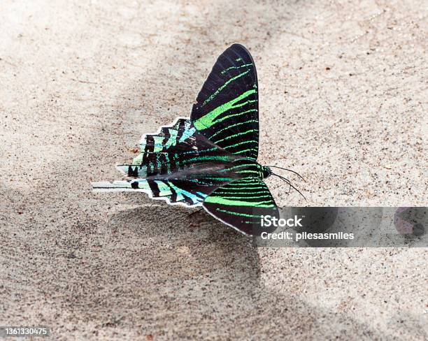 Urania Swallowtail Butterfly Amazon River Ecuador South America Stock Photo - Download Image Now