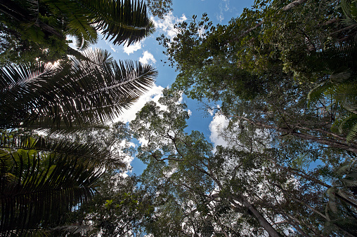 Rainforest tree canopy, Amazon River, Ecuador, South America.