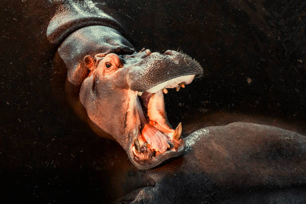 istock Big angry ferocious hippo roaring with open mouth 1361330528