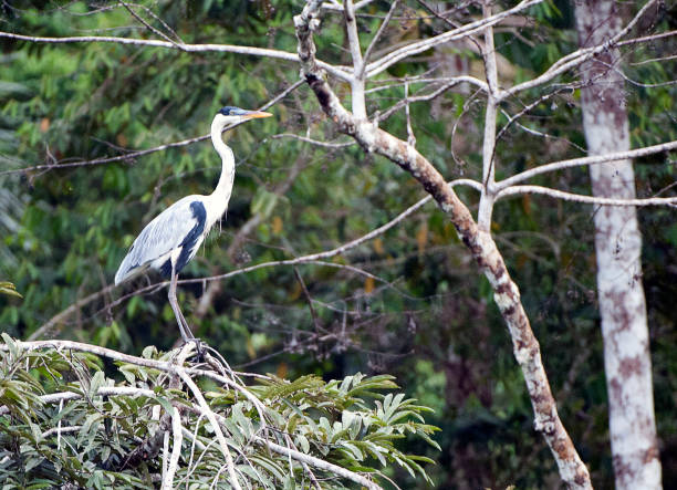 Treetop perch for Grey heron, Amazon River, Ecuador, South America.  Ecuador a beautiful country with many Spanish colonial influences remaining, contains some of the most environmentally sensitive areas in the world, from the Amazon basin to the cloud forest and rainforest regions, each of which are endangered through habitat loss, pollution and population pressures.