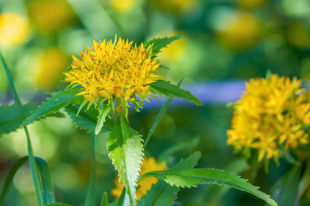 Rhodiola rosea (golden root, rose root, roseroot) Rhodiola rosea (golden root, rose root, roseroot) inflorescence stock pictures, royalty-free photos & images