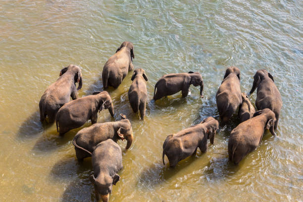 istock Herd of elephants in Sri Lanka 1361330697