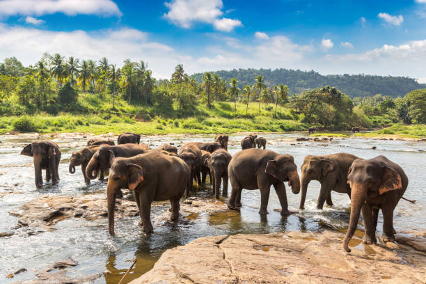 manada de elefantes en sri lanka - the nature conservancy fotografías e imágenes de stock