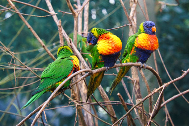 istock A group of lorikeets in a bush. Lorikeet, also called Lori for short 1361331755