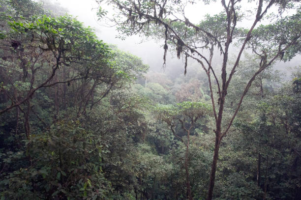 istock Cloud Forest in mist, Amazon, Ecuador, South America. 1361333443