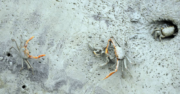 Crabs in conflict, Pulao Ketam (Crab Island) Malaysia. Crabs in conflict in the drying river mud, Pulao Ketam (Crab Island) Malaysia.  Malaysia a beautiful country with many influences remaining, such as the Chinese community on Crab Island contains some of the most environmentally sensitive areas in the world, endangered through habitat loss, pollution and population pressures. river crab stock pictures, royalty-free photos & images