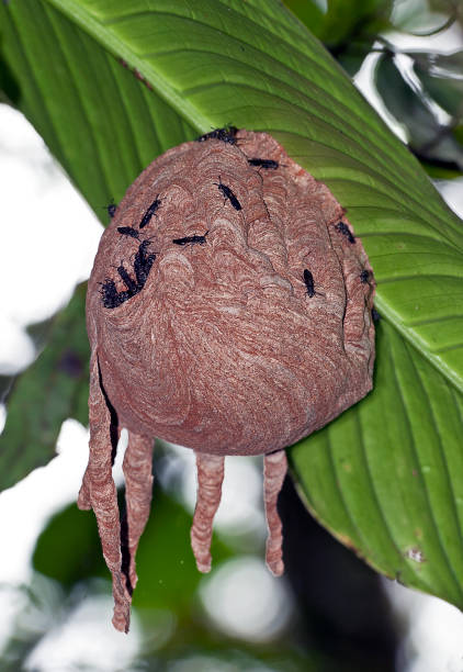 Wasp nest in a eucalyptus tree in the Australian bushland