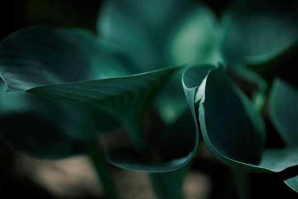 istock Green leaves texture background dark mood 1361333727