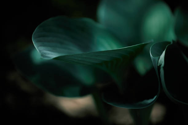 istock Green leaves texture background dark mood 1361333751