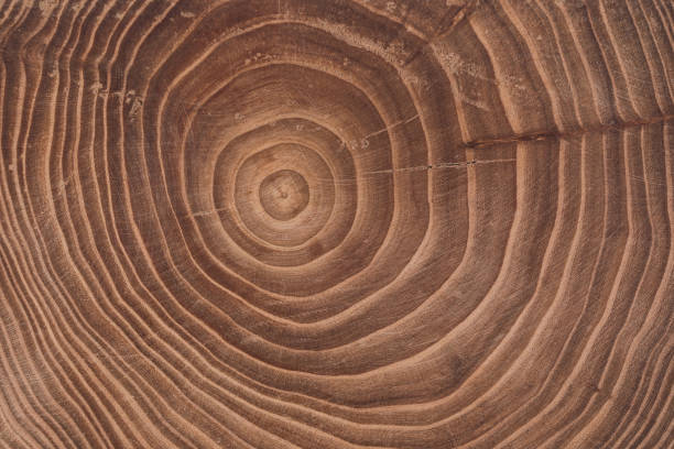 istock Concentric brown wooden background with annual rings 1361334389