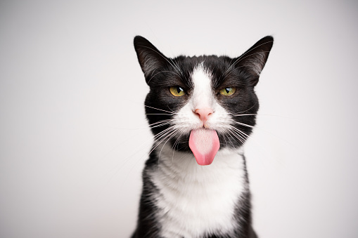 naughty black and white tuxedo cat sticking out tongue looking at camera on white background with copy space