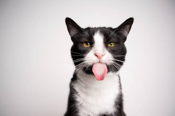 naughty black and white cat sticking out tongue on white background with copy space naughty black and white tuxedo cat sticking out tongue looking at camera on white background with copy space cat sticking out tongue stock pictures, royalty-free photos & images