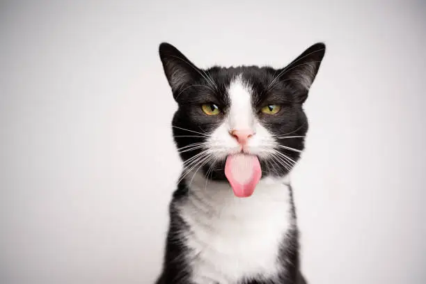 Photo of naughty black and white cat sticking out tongue on white background with copy space