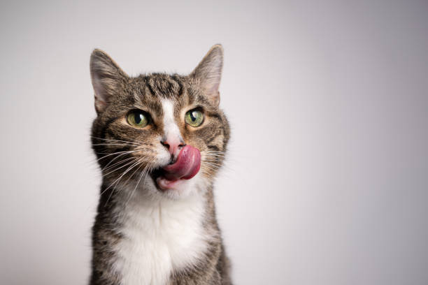 tabby white cat with mouth open  licking lips looking hungry tabby white cat with mouth open  licking lips looking hungry on white background cat sticking tongue out stock pictures, royalty-free photos & images