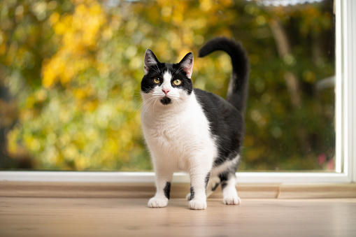 white and black cat standing on the floor looking at camera in front of window