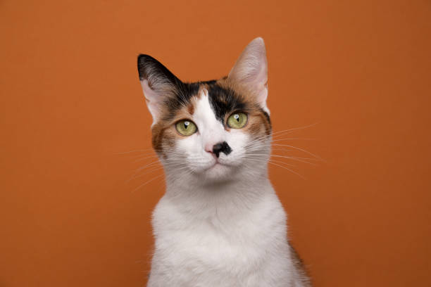 istock white tricolor cat portrait on orange background with copy space 1361335405
