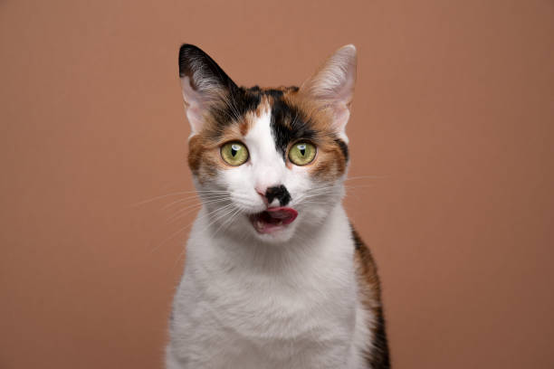 istock hungry white calico cat looking excited licking lips on brown background 1361335430