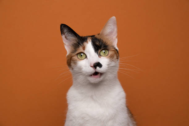 istock white calico cat with mouth open portrait on orange background 1361335463