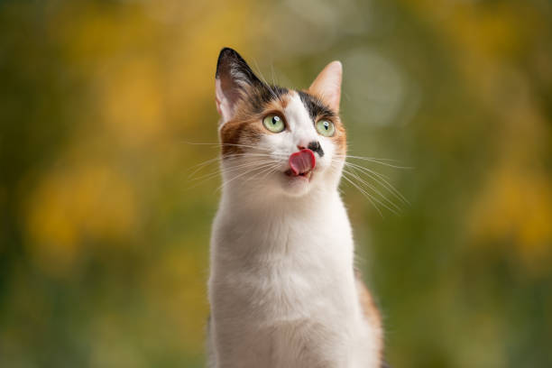 hungry cat licking lips on natural autumn color background hungry calico white cat licking lips looking to the side on natural autumn color background with copy space cat sticking tongue out stock pictures, royalty-free photos & images