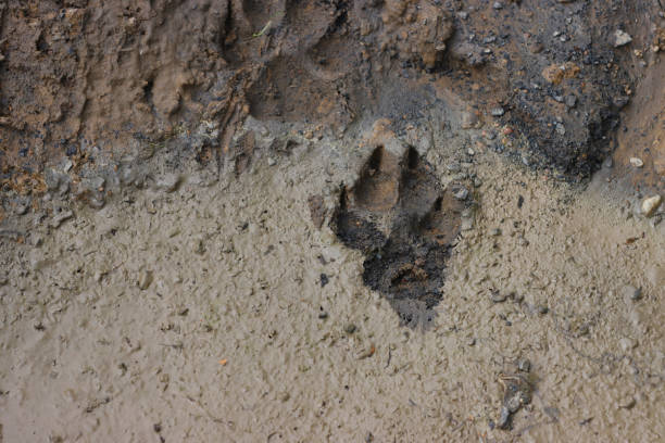 istock The trail from the animal wolf. 1361337393