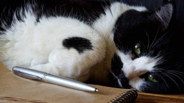펜이 있는 귀여운 고양이가 노트북과 펜 옆에 걸어가고 있습니다. 고양이의 회고록, 휴식 과 미루기의 개념. 클로즈업 - sadness domestic cat black pensive 뉴스 사진 이미지
