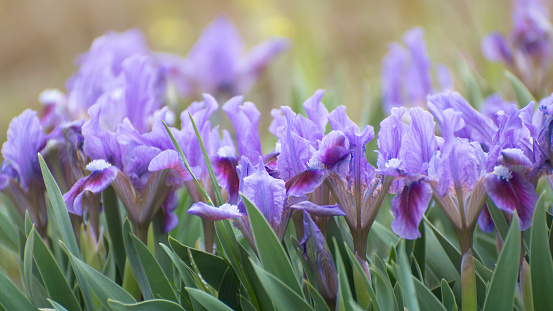 Wallpaper of blooming blue irises (Iris pumila). Wild flowers in the field in spring. Wide format.