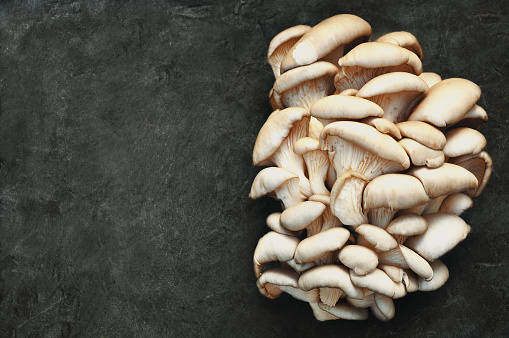 Heap of edible pleurotus(oyster) mushrooms harvest on dark black background, fresh food ingredient from market