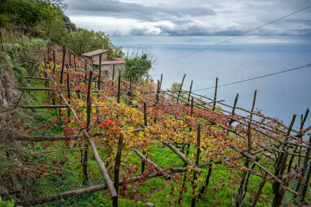 Grapevines in red and yellow fall/autumn leaves in terraced vineyards near Furore on the Amalfi Coast of Italy, by the Tyrrhenian Sea under cloudy skies
