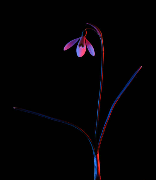 istock Snowdrop in pink and blue neon light isolated 1361340514