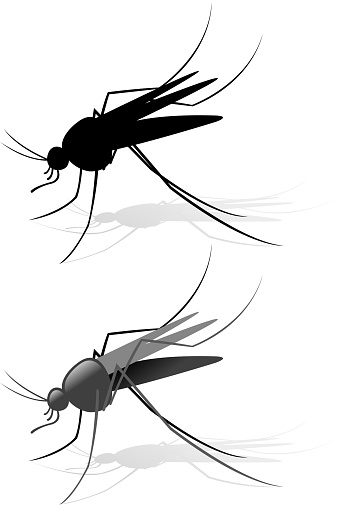 drawn of vector mosquito illustrations.