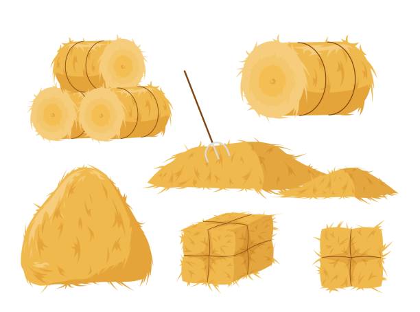 Haystacks of various shapes. Golden tied stacks of grass laid on top Haystacks of various shapes. Golden tied stacks of grass laid on top of each other compact hayloft after harvesting grain preparation for feeding vector cattle bale stock illustrations