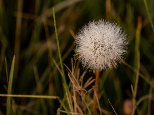 istock Morning Dew Holds to Thick White Dandelion 1361347225