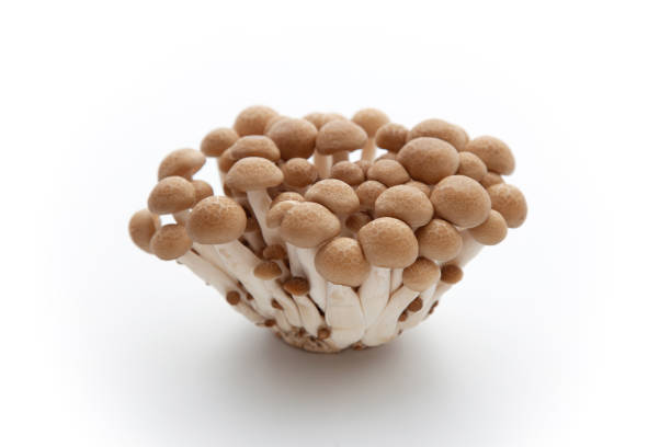 istock shimeji mushroom isolated on white background 1361347306