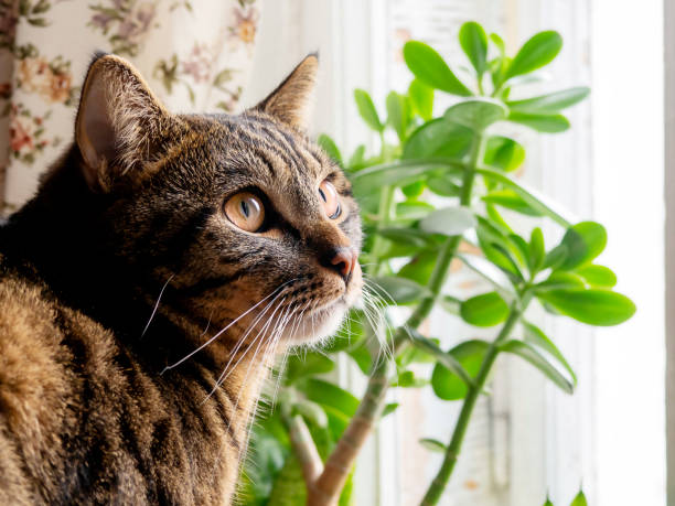 istock Striped Cat Sits by the window. 1361351892