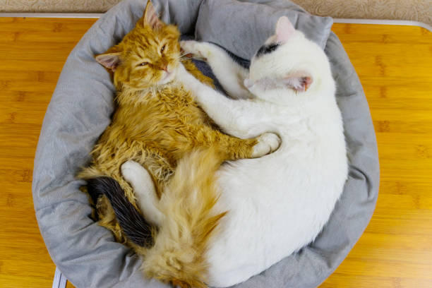 istock Two cats lying in their soft cozy cat bed 1361355252
