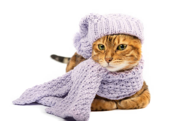 istock Funny domestic cat dressed in a knitted hat and scarf. 1361355376