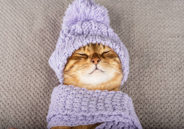 istock Close-up of a sleeping cat wearing a hat. 1361355405