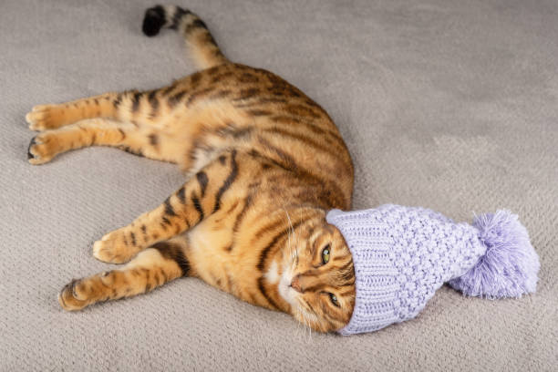 istock Top view of a ginger cat in a hat with a pompom. 1361355537