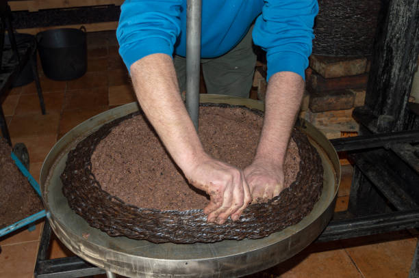 istock human hands in the olive oil extraction process 1361357244