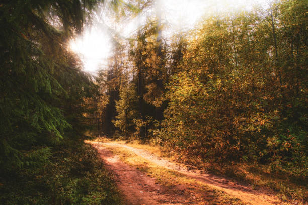 istock Sunny scene in the morning forest 1361358379