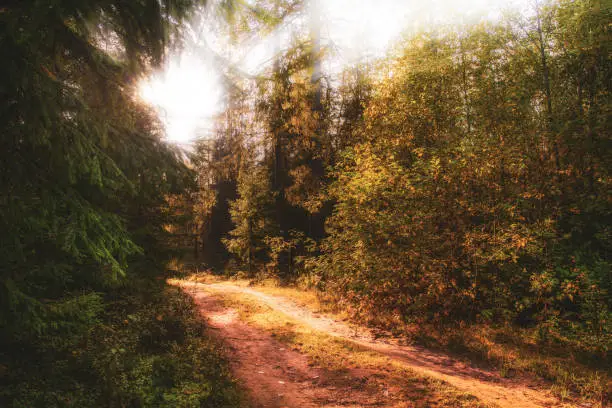 Photo of Sunny scene in the morning forest