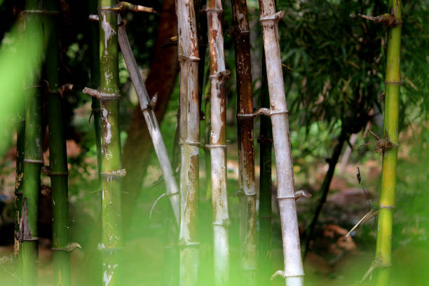 istock Close-up view of the bamboo stem. 1361358598