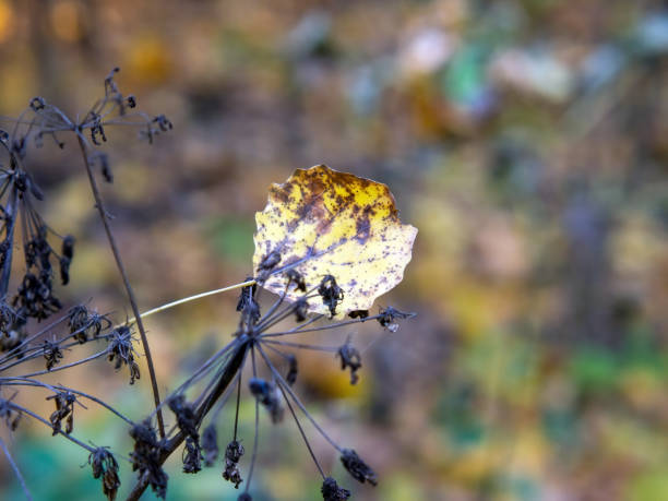 istock fallen leaves fell from the tree onto the grass 1361359936